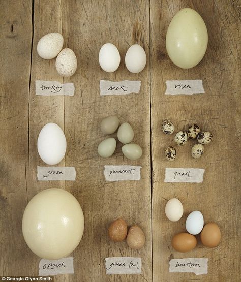 From turkey to bantam to ostrich or quail, the next time you feel like eggs why not try something different? Bird Egg Identification, Pheasant Farm, Pheasant Eggs, Geese Breeds, Backyard Animals, Raising Quail, Raising Farm Animals, Bantam Chickens, Quails