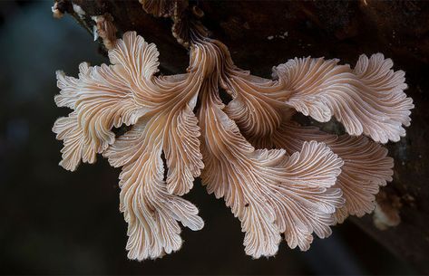 Schizophyllum Commune Schizophyllum Commune, Lichen Moss, Mushroom Pictures, Slime Mould, Illustration Botanique, Australian Photographers, Mushroom Fungi, Mystical World, Wild Mushrooms