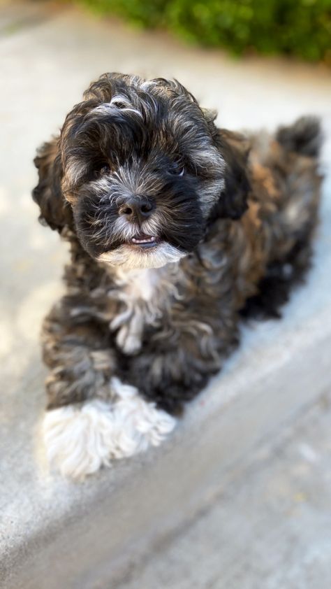 Shipoo pup Shipoo Dogs, Shih Poo Puppies, Shih Poo, Dogs And Puppies, Puppies, Dogs, Animals