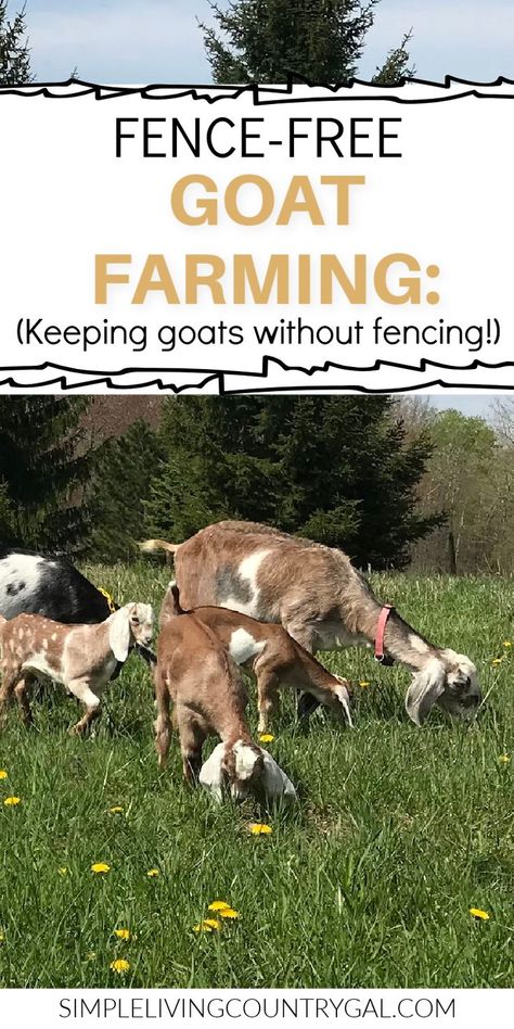 Temporary Goat Fencing, Goat Fencing, Kiko Goats, Breeding Goats, Goat Ideas, Goat Fence, Keeping Goats, Goat Pen, Goat Milking