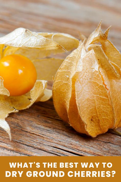 A picture of ground cherries on a wood surface. Ground Cherries, Cherry Salsa, Tomato Growing, Cape Gooseberry, Tomato Farming, Golden Nugget, Heirloom Vegetables, Organic Tomatoes, Growing Grapes