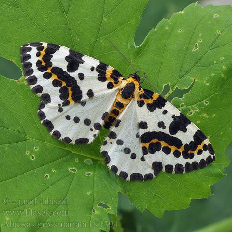 magpie moth, Abraxas grossulariata Moth Caterpillar, Flying Flowers, Cool Bugs, Beautiful Bugs, Butterfly Pictures, Arthropods, Insect Art, Arachnids, Butterfly Garden