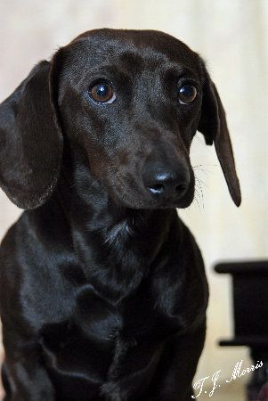 This is the first Doxie that reminded me of my Jax. All the Doxie is missing is the white chest. ~ Black Dachshund ~ Dachshund Facts, Black Dachshund, Black Dogs, Rocket Man, Doxie Dogs, Weenie Dogs, Miniature Horse, Mini Dachshund, Dachshund Puppies