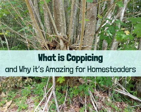 What is coppicing - Quick intro (woodland forum at permies) Allotment Planning, Diy Homesteading, Pasture Management, Commercial Farming, Sacred Garden, Garden Houses, Living Fence, Willow Weaving, Homesteading Skills