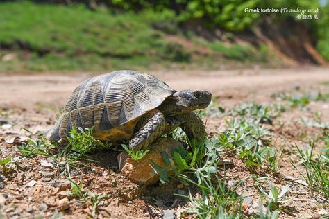 A cute greek tortoise (Testudo graeca) crossing the country road in NE Turkey. 希腊陆龟 Greek Tortoise, Pinta Island Tortoise, Musk Turtle, Cyprus Turtles, Galapagos Giant Tortoise, Turtle From Over The Hedge Meme, Wild Creatures, Country Road, Tortoise