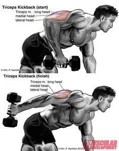 Triceps Exercises, Trening Sztuk Walki, Dumbell Workout, Workout Chart, Triceps Workout, Pinterest Tips, Dumbbell Workout, Gym Workout Tips, Shoulder Workout