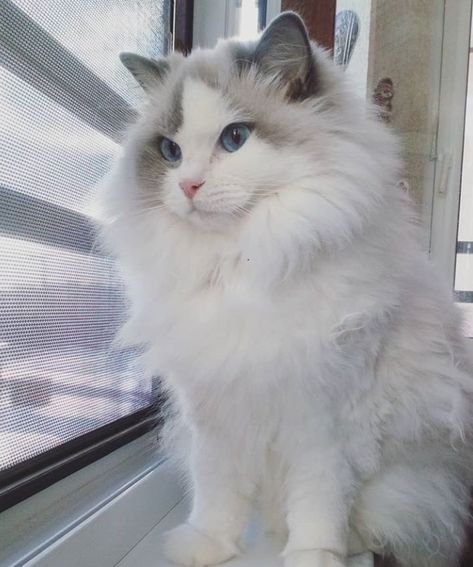 120 Best Ragdoll Cat Names Ragdoll Cat, Blue Eyes, Blue, White