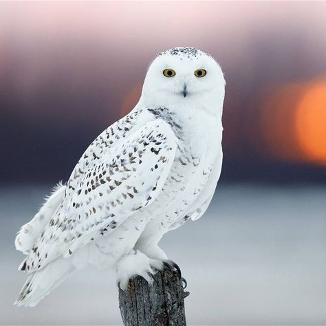 Scary Birds, Snowy Owls, Snow Owl, Owl Pictures, White Owl, Majestic Animals, Biome, Snowy Owl, Owl Art