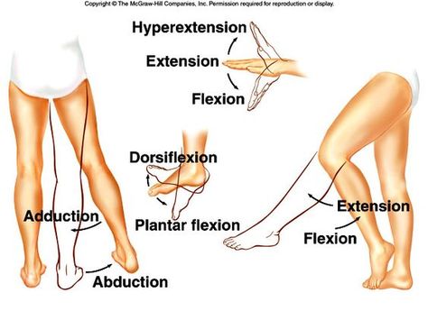 This image shows some examples of the movements of joints and their terminology. Flexion and extension refer to the bending and stretching of joint while hyperextension refers to the stretching of a joint past anatomical position. Dorsiflexion and plantar flexion refers to the flexing and pointing of the foot, respectively. Adduction and abduction refers to the movement towards and away from the midline of the body, respectively. Nursing Student Tips, Yoga Anatomy, Human Body Anatomy, Nursing School Studying, Medical School Essentials, Muscle Anatomy, Human Anatomy And Physiology, Medical Terminology, Medical Anatomy