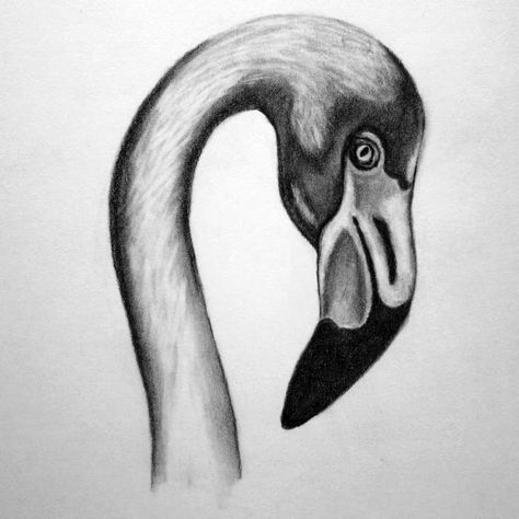 Animal Drawings Easy, Acrylic Animals, Drawing Shading, Easy Animal Drawings, Me Neither, Scratchboard Art, Pencil Drawings Of Animals, Flamingo Painting, Sketch Paper