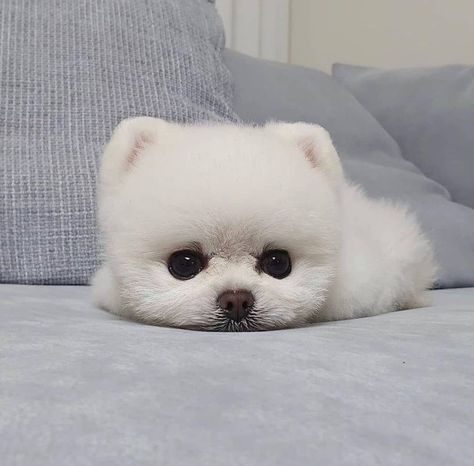 White Teacup Pomeranian, Micro Pomeranian, Teddy Bear Pomeranian, Pomeranian For Sale, Labrador Puppies For Sale, Pomeranian Puppies For Sale, Pomeranian Puppy Teacup, Pomeranian Puppy For Sale, Teacup Pomeranian