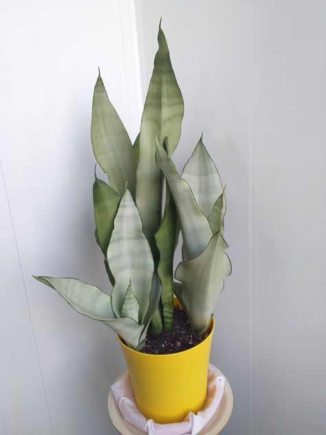 Sansivera Moonshine, Moonshine Snake Plant, Sansevieria Moonshine, Indoor Oasis, Sansevieria Plant, Mother In Law Tongue, Buy Seeds, Green Tone, Plant Decor Indoor