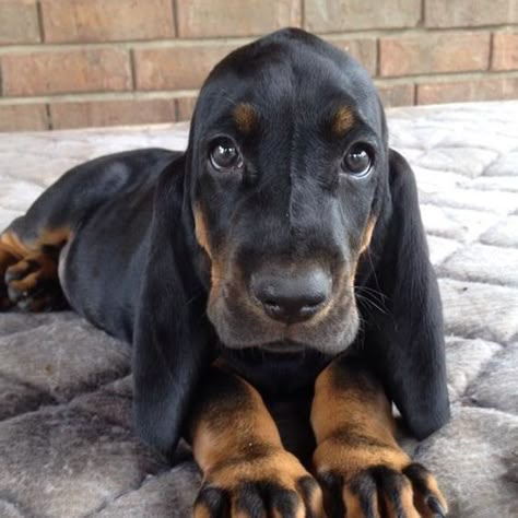 50+ Best Black and Tan Coonhound Dog Names Coonhound Puppy, Black And Tan Coonhound, Hound Puppies, Hound Dogs, Basset Hounds, Puppies And Kitties, Hound Dog, Basset Hound, Animal Love