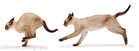 Running Cat Reference, Cat Running, Cat Poses, Cat Anatomy, Cat Run, Kitten Photos, Cat Reference, Animal Study, Warrior Cats Art