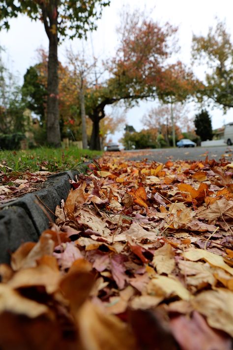 L1M1AP3 - Composition - Viewpoint. Mode: AUTO, 1/125, F5.6, ISO 100, WB: AUTO, 24mm. This photo was taken outdoors with natural light on a cloudy day. Focus is on Autumn leaves from the ground, the photo was taken lying down. The tree on the background seems more interested and magnificent from this perspective, even if it's slightly out of focus. Out Of Focus Photography, Viewpoint Photography, Rule Of Thirds Photography, Atmospheric Perspective, Perspective Photography, Photography Journey, Focus Photography, Rule Of Thirds, Out Of Focus