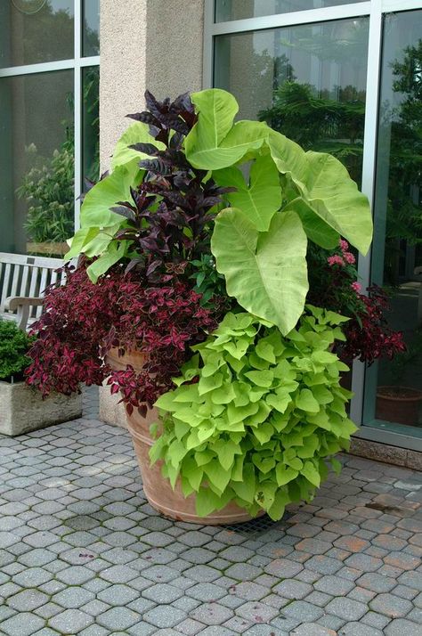 create this top to bottom:  a bright green Colocasia/Caladium (Elephant Ear) // Persicaria microcephala 'Red Dragon' (or Lysimachia “Firecracker” – which is invasive planted in ground) // Monarda (bergamot - bee balm) "Pardon my Pink" // Coleus (red or pink) // Ipomoea - Sweet Potato Vine "Sweetheart lime" Small Yard Landscaping, Balcony Flowers, Potato Vines, Container Gardening Flowers, Garden Containers, Elephant Ears, Container Flowers, Plant Design, Lawn And Garden