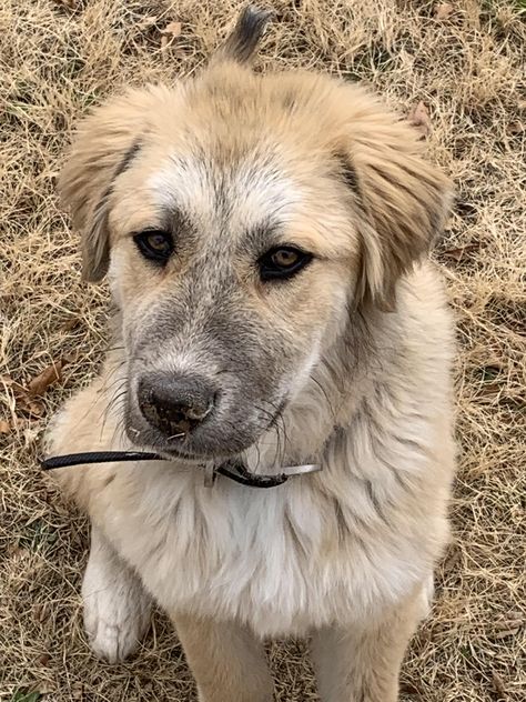 German Shepherd Great Pyrenees, Great Pyrenees Puppies, German Shepherd Mix Puppies, Shepherd Mix Puppies, Pyrenees Puppies, Great Pyrenees Puppy, Cute Puppies Images, Dog Crossbreeds, Dog Chain