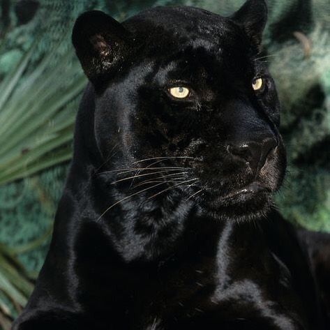 Black Panther, Panther, Green, Black