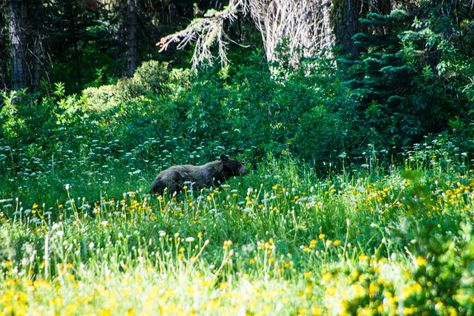 Two days in Yosemite National Park – Bright Lights of America Yosemite Trip, Tuolumne Meadows, California Wildflowers, Smokey The Bears, Spring Months, Spring Hiking, Yosemite Valley, Yosemite National, Bright Lights