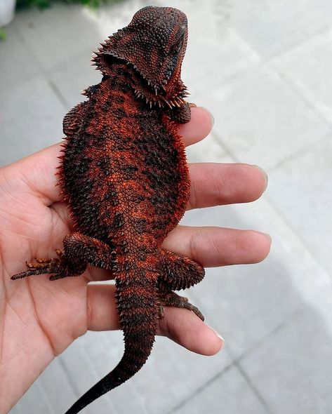 Dragon Lizard Pets, Pet Lizard Aesthetic, Black Bearded Dragon, Cool Lizards, Cool Reptiles, Bearded Agama, Reptiles Aesthetic, Bearded Dragon Aesthetic, Bearded Dragon Morphs