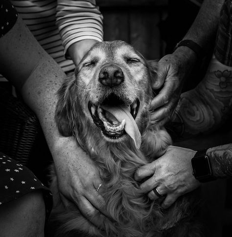 Last Photos With Dog, Dog Photoshoot Outdoor, Dog Celebration Of Life Photos, Celebration Of Life Dog Photoshoot, Dog Memorial Photo Shoot, Celebration Of Life Dog Photography, Senior Dog Photoshoot Ideas With Owner, Pet Photography Ideas With Owner, Family Dog Photoshoot