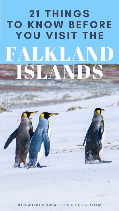 Packed with comprehensive information to prepare you for your journey to the Falkland Islands, these 21 essential tips encompass every facet of your visit. The Falkland Islands, Falkland Islands, Ushuaia, Travel Spots, Time To Go, Sea Lion, Small Island, What To Pack, Archipelago