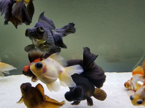 group of butterfly telescope goldfish enjoy new water change Telescope Goldfish, Fish Aquarium Ideas, Fish Beta, Goldfish Tattoo, Sunken Eyes, Goldfish Tank, Fancy Goldfish, Pet Fish, Aquatic Animals