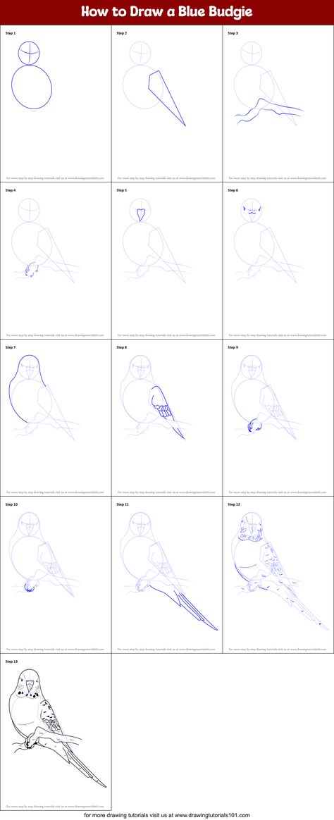 How to Draw a Blue Budgie (Birds) Step by Step | DrawingTutorials101.com Budgie Drawing, Blue Budgie, Budgies Bird, Learn Drawing, Learn To Draw, Bird Art, To Draw, Step By Step, For Kids