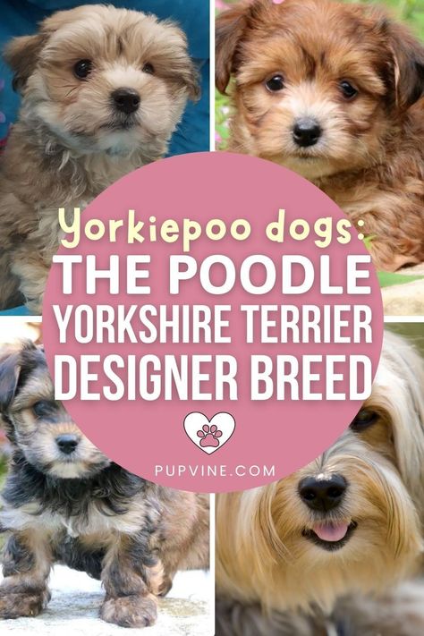 Yorker Poo Haircut, Yorkie Poo Haircut Styles, Yorkiepoo Full Grown, Yorker Poo, Yorkipoo Puppies, Yorkiepoo Haircuts, Yorkie Poo Haircut, Yorkie Poo Puppies, Poodle Mix Breeds