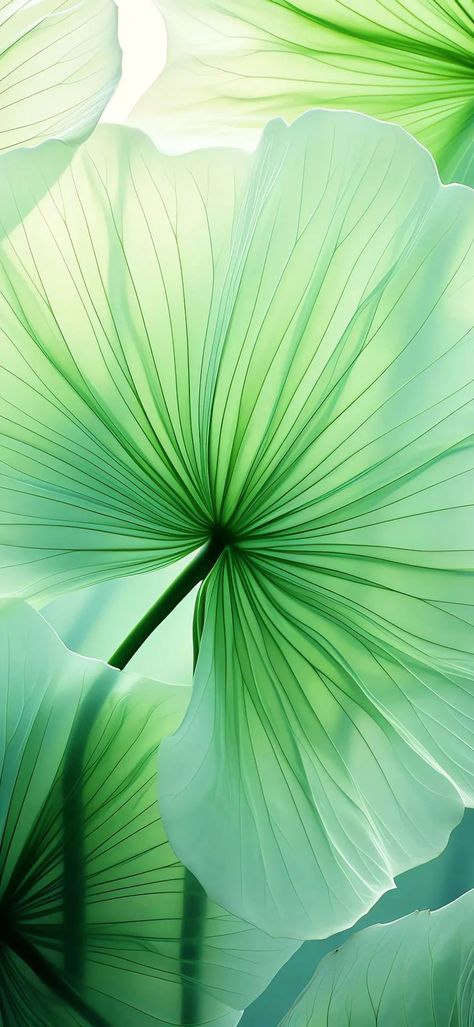 Welcome to follow Wallpaper Leaves, Green Nature Wallpaper, Iphone Wallpaper Texture, Green Leaf Wallpaper, Green Leaf Background, Image Moto, Cool Pictures For Wallpaper, Phone Screen Wallpaper, Floral Wallpaper Phone