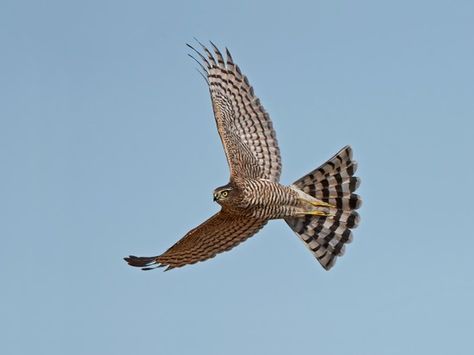 Eurasian sparrowhawk in flight Sparrow Hawk, Fastest Bird, Sparrowhawk, Red Kite, Fascinating Facts, Peregrine, Animal Facts, Back Gardens, Backyard Birds