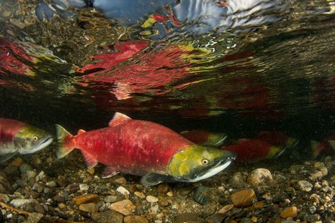 Sockeye Salmon Sustained Investigation, Photos Of Fish, Underwater Images, Salmon Run, Salmon River, Sockeye Salmon, School Of Fish, Gold River, Cool Fish