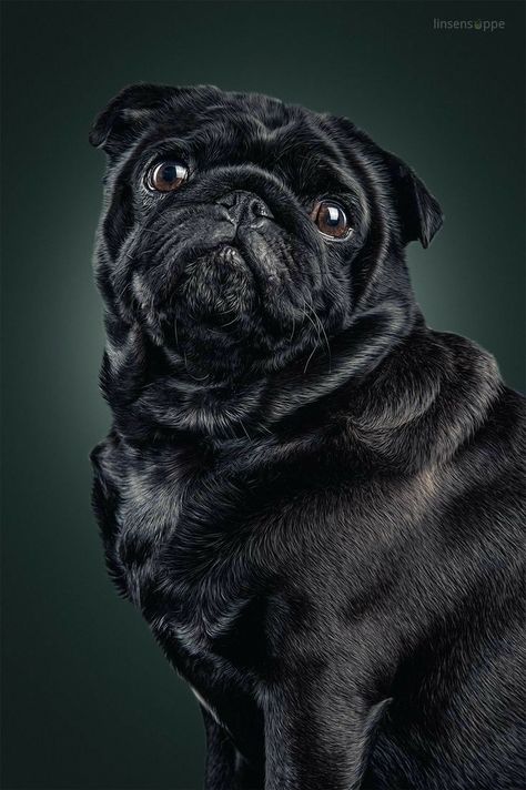 Pet Photography Poses, Dog Portrait Photography, Pug Tattoo, Black Pugs, Beautiful Dogs Photos, Cute Pug Puppies, Dog Photograph, Puppies And Kitties, Neoprene Rubber