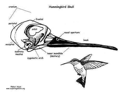 Hummingbird Anatomy, Hummingbird Skull, Nature Sleeve, Hummingbird Photos, Skull Reference, Vet School, Animal Anatomy, Plague Doctor, School Notes