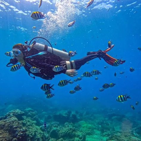 Diving Videos, Skin Diving, Undersea World, Adventure Inspiration, Marine Biology, Scuba Diver, Cute Disney Wallpaper, March 16, Scuba Diving