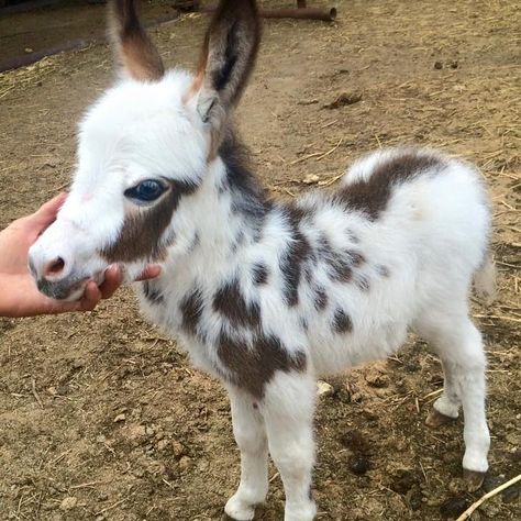 16 miniature donkeys that will definitely win... | QuizzClub Baby Donkey, Mini Donkey, Miniature Donkey, Cute Donkey, Miniature Animals, Baby Animals Funny, Funny Animal Memes, Cute Animal Photos, Cute Creatures