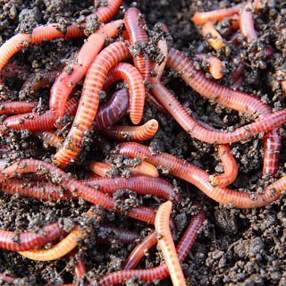 Worm Beds, Red Wigglers, Red Worms, Worm Composting, Worm Farm, Food Scraps, Earthworms, Peat Moss, Liquid Fertilizer