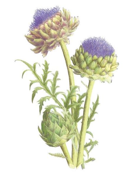 Artichoke Drawing, Artichoke Tattoo, Draw Vegetables, Artichoke Plants, Bloom Tattoo, Artichoke Flower, Watercolor Flowers Tutorial, Plant Tattoo, Abstract Flower Art