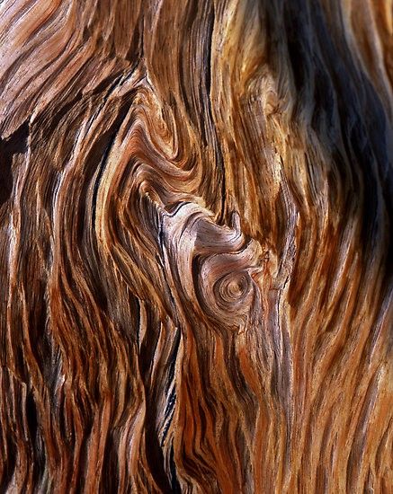 bark Bristlecone Pine Tree, Bristlecone Pine, Tree Bark Texture, Pine Bark, Tree Textures, Into The Woods, Tree Bark, Natural Forms, Wood Texture