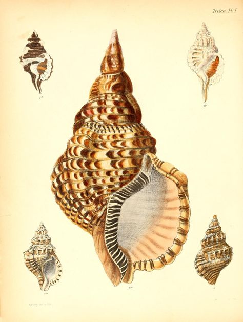 Triton. Conchologia iconica v.2  London :Reeve, Brothers,1843-1878.  Biodiversitylibrary. Biodivlibrary. BHL. Biodiversity Heritage Library Shell Illustration, Seashell Illustration, Art Coquillage, John James Audubon, Scientific Illustration, Vintage Wall Art, Natural History, Sea Creatures, Hand Coloring