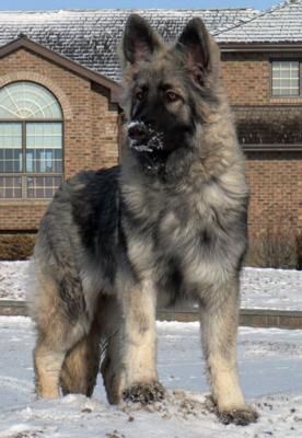 American Alsatian, Protective Dog Breeds, Shiloh Shepherd, Protective Dogs, Anatolian Shepherd, English Mastiff, Dog Breeder, Guard Dogs, Shepherd Puppies