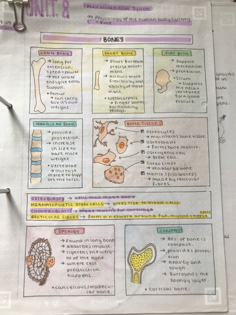 Biology Notes Layout, Histology Notes Aesthetic, Anatomy Bones Notes, Sports Medicine Notes, Medicine Notes Study, Ap Bio Notes, Anatomy And Physiology Notes Study, Histology Notes, Anatomy And Physiology Notes