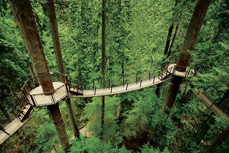 Capilano Suspension Bridge Park (Image: Capilano Suspension Bridge Park) Capilano Suspension Bridge, Canada Vancouver, North Vancouver, Suspension Bridge, Vancouver Canada, A Bridge, Vancouver Bc, Vancouver Island, Sunshine Coast