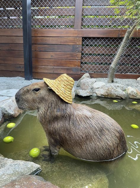 The Legality of Owning a Capybara as a Pet in the UK Baby Capybara, The Uk, Pet