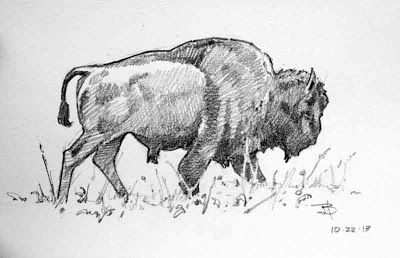 Buffalo Sketch Drawings, Bison Sketch, Buffalo Sketch, Bison Drawing, Prehistoric Painting, Bald Eagle Art, Scrimshaw Art, Buffalo Animal, Bison Art