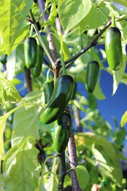 Growing Jalapenos, Jalapeno Plant, Pickled Jalapeno Peppers, Jalapeno Chili, Capsicum Annuum, Pepper Plants, Pepper Seeds, Chilli Pepper, Organic Seeds