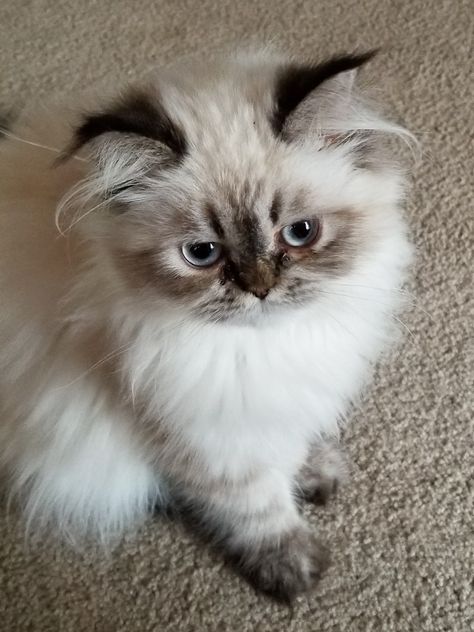 Persian Himalayan 5 months Himalayan Persian Cats, Himalayan Cats, Beautiful Pets, Persian Kitten, Himalayan Cat, Persian Cats, Beautiful Kittens, Wallpaper Cat, Cute Animal Memes