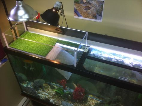 DIY turtle topper Aquatic Turtle Tank, Turtle Tank Setup, Diy Turtle, Turtle Enclosure, Turtle Basking Platform, Turtle Dock, Red Eared Slider Turtle, Turtle Aquarium, Turtle Care