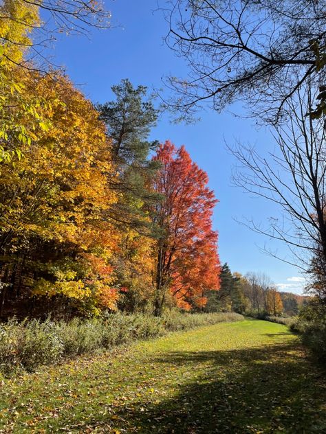 Autumn Garden Aesthetic, Sunny Autumn, Sunny Fall Aesthetic, Clear Winter, Autumn Rain, Fall Mood Board, Fall Inspo, Countryside House, Fall Is Here