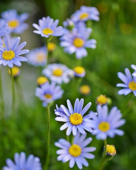 A South African native, the blue marguerite daisy is known for its sky blue petals and bright yellow center and grows best in mild summer temperatures. Flower Garden Design Ideas, Types Of Daisies, Garden Ideas Flower, Flower Gardening Ideas, Growing Poppies, Marguerite Daisy, Gloriosa Daisy, Seed Growing, Flower Garden Ideas